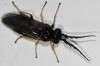 Cladius pectinicornis